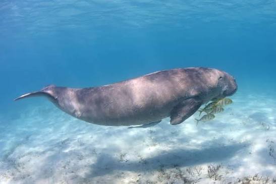 DESCUBRA O PARAÍSO DO PARQUE NACIONAL DO ARQUIPÉLAGO DE BAZARUTO